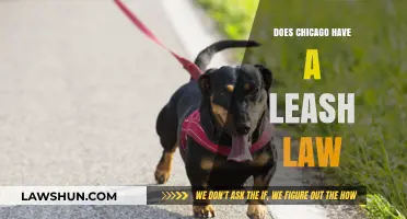 Exploring Chicago's Leash Laws: A Guide for Dog Owners