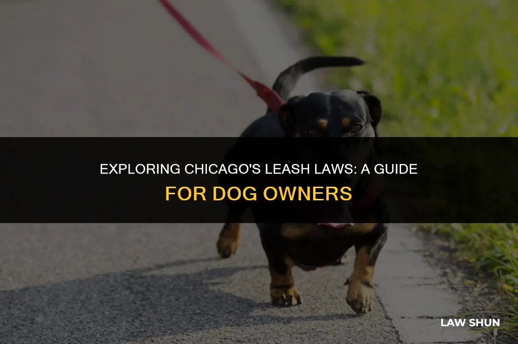 does chicago have a leash law