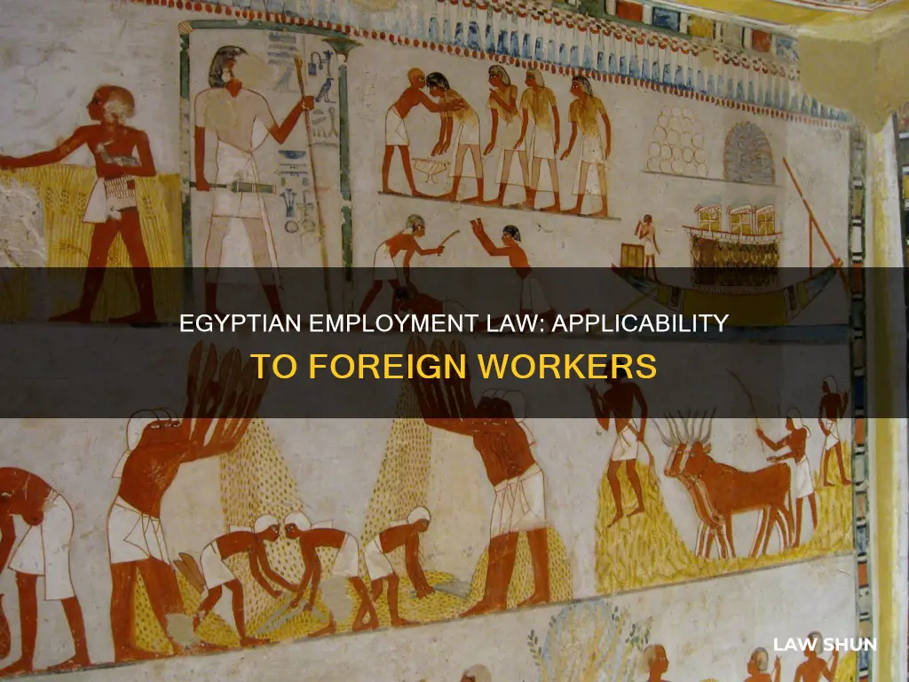 does egyptian employment law apply to foreigners