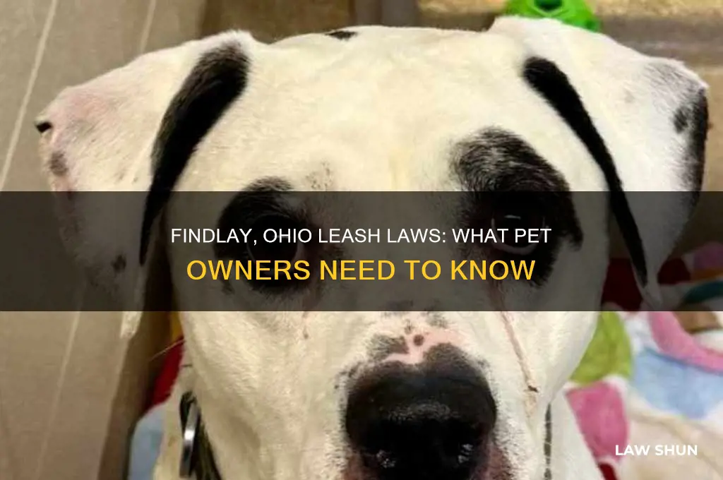 does findlay ohio have leash laws