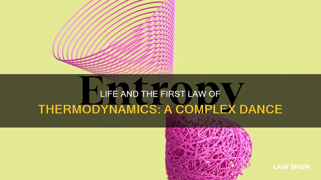does life obey the first law of thermodynamics