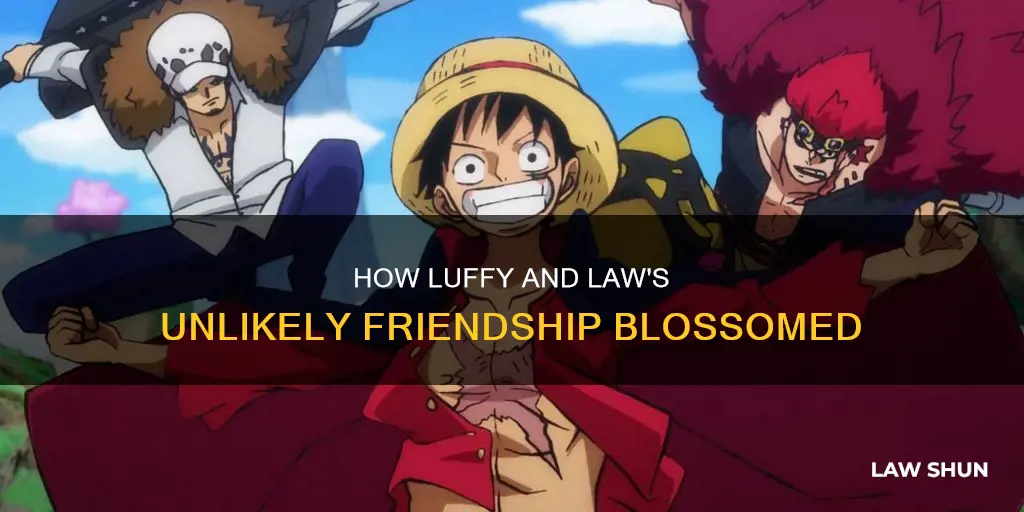 does luffy and law become friends