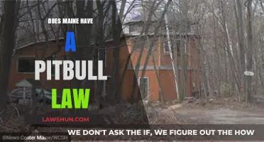 Understanding Maine's Pitbull Laws: A Comprehensive Guide