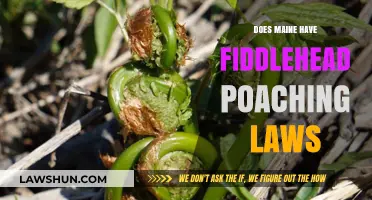 Exploring Maine's Fiddlehead Foraging Laws: A Guide for Enthusiasts