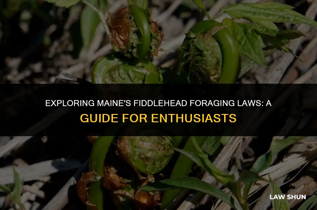 does maine have fiddlehead poaching laws