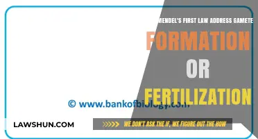 Mendel's First Law: Understanding Gamete Formation and Fertilization