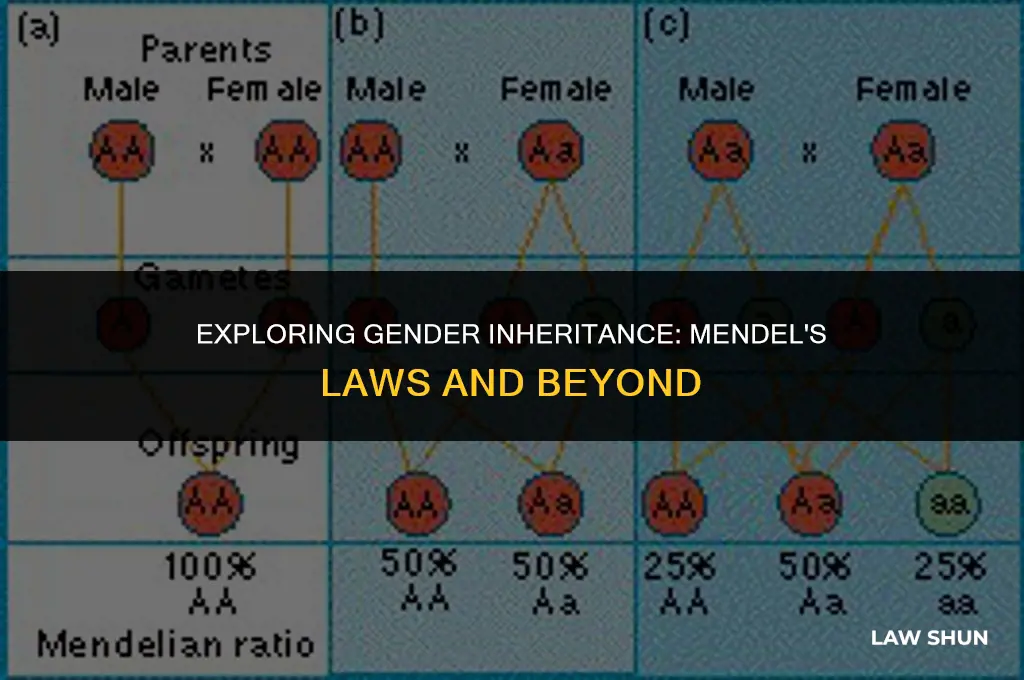 does mendels law account for gender