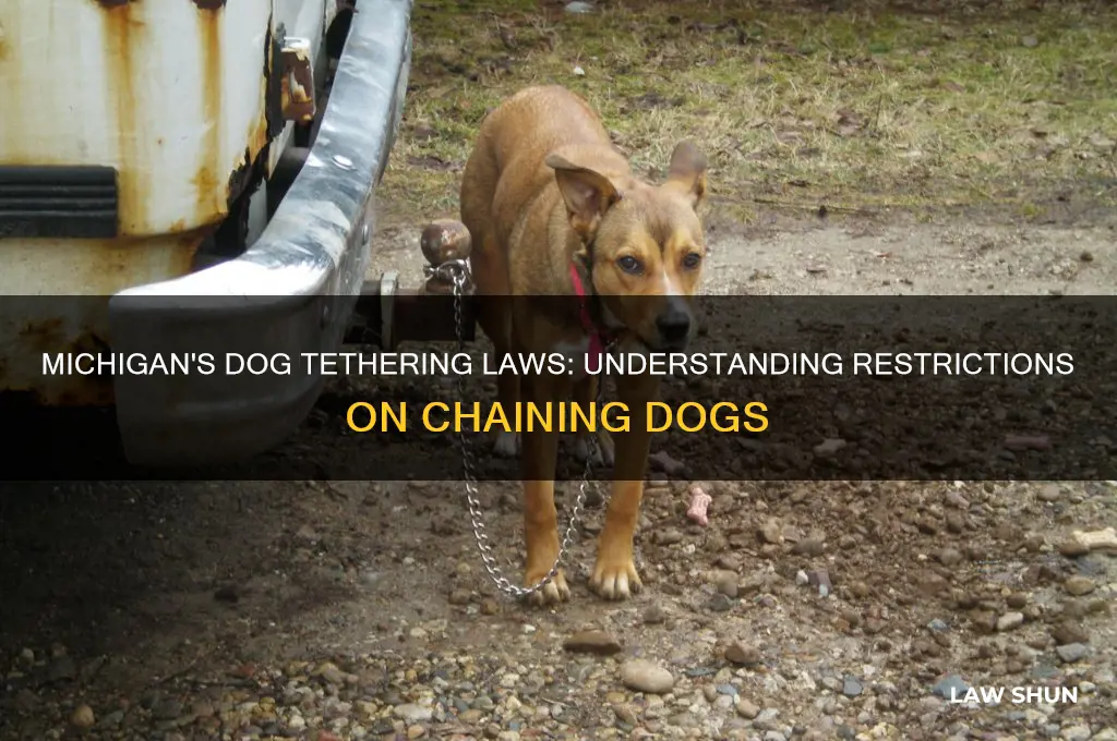 does michigan have a no chain dog law