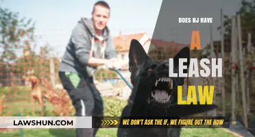 Exploring New Jersey's Canine Leash Legislation: What You Need to Know