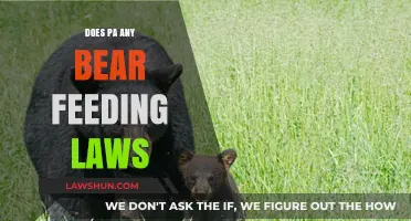 Pennsylvania's Bear Feeding Laws: What You Need to Know