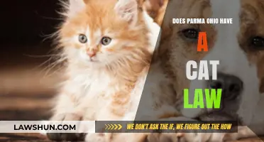 Parma, Ohio's Cat Laws: What Pet Owners Need to Know