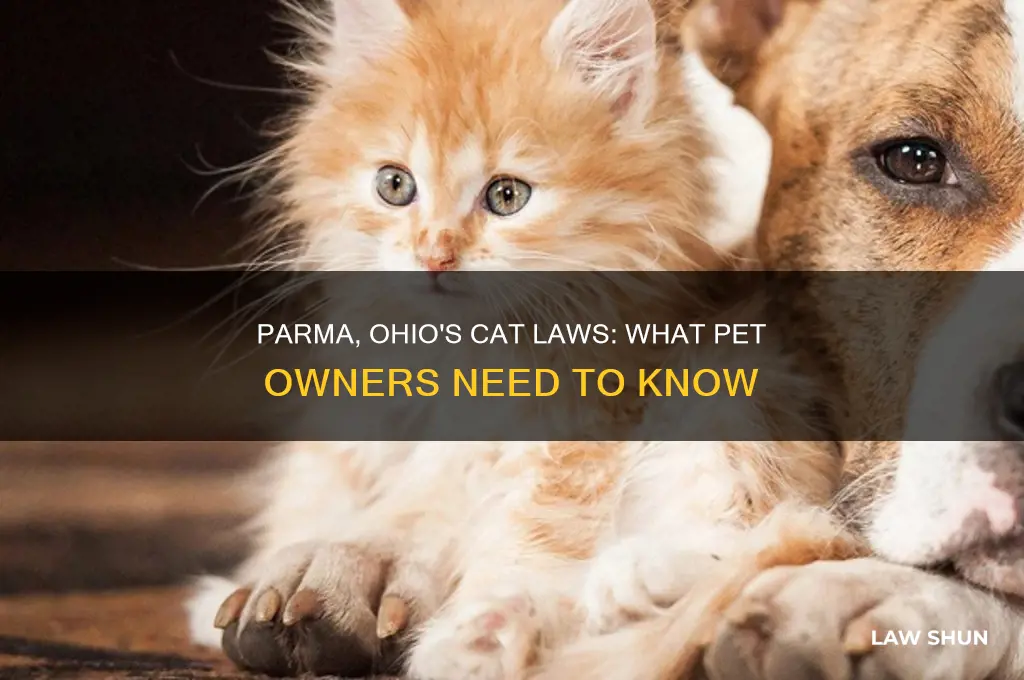 does parma ohio have a cat law