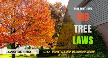 Exploring St. John's Tree Laws: A Guide to Urban Forestry Regulations