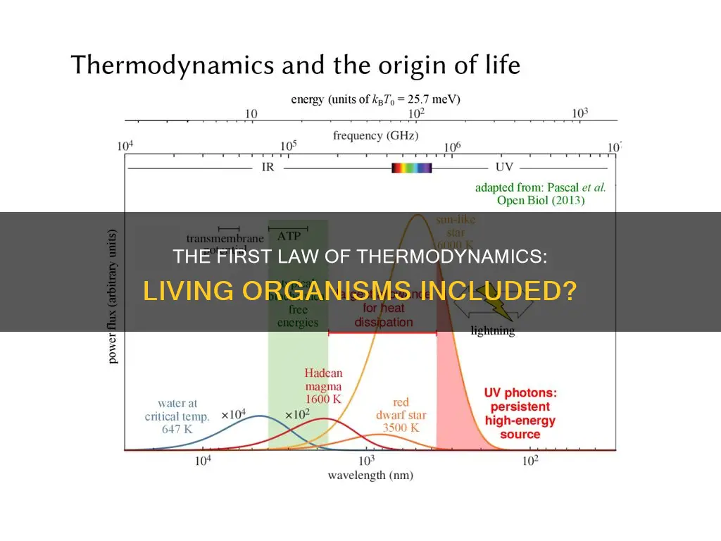 does the first law of thermodynamics apply to living organisms