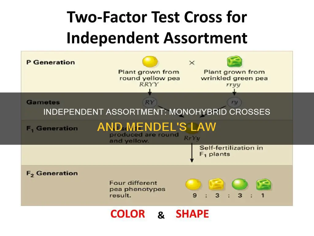 does the law of independent assortment apply to monohybrid crosses