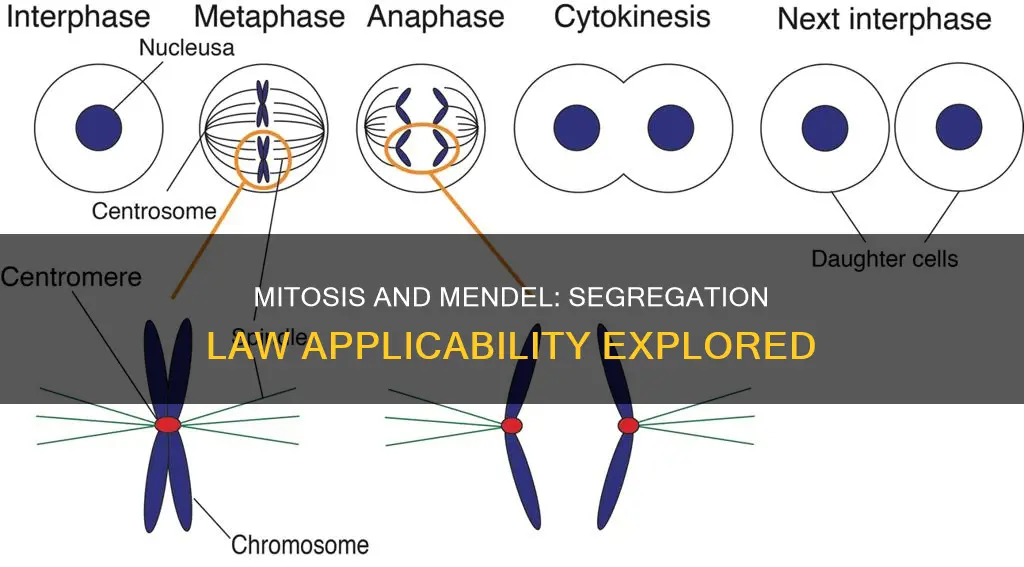 does the law of segregation apply to mitosis