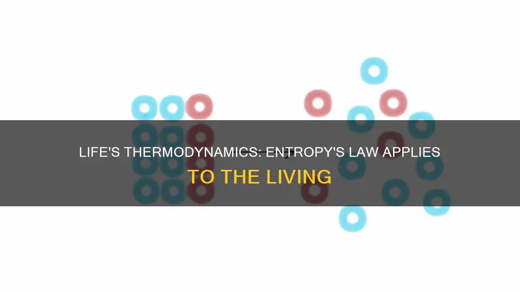 does the second law of thermodynamics apply to living systems