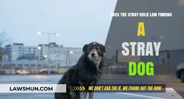 Understanding Stray Hold Laws: What Happens When You Find a Stray Dog?