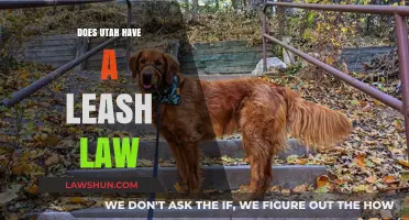 Utah's Leash Law: What You Need to Know