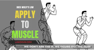 Wolff's Law: Muscle Adaptation and Bone Remodeling Explained