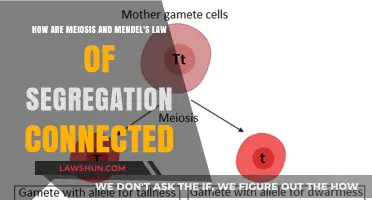 Meiosis and Mendel's Law: Unraveling the Connection in Genetic Segregation