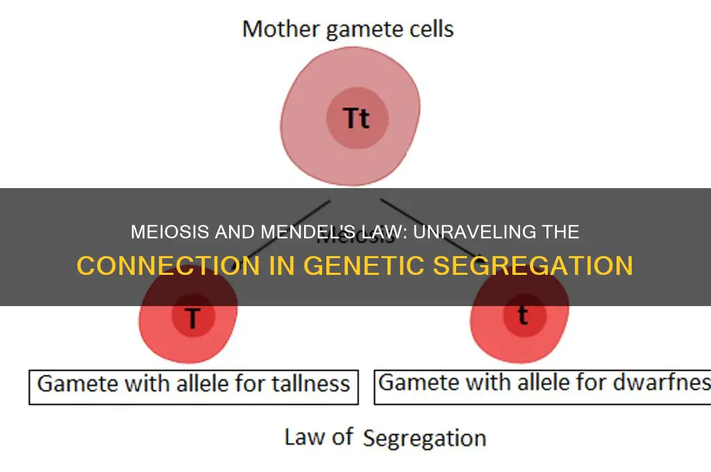 how are meiosis and mendel