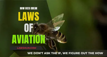 Bees: Defying Aviation Laws and Soaring High