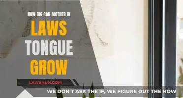 Mother-in-Law's Tongue: How Big Can It Grow?