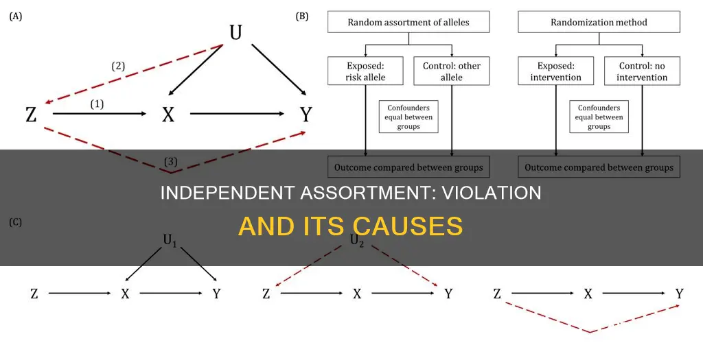 how can law of independent assortment be violated