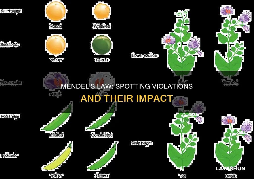 how can you tell if it violates mendel