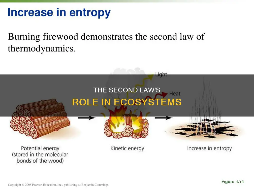 how do 2nd laws of thermodynamics apply to ecosystem