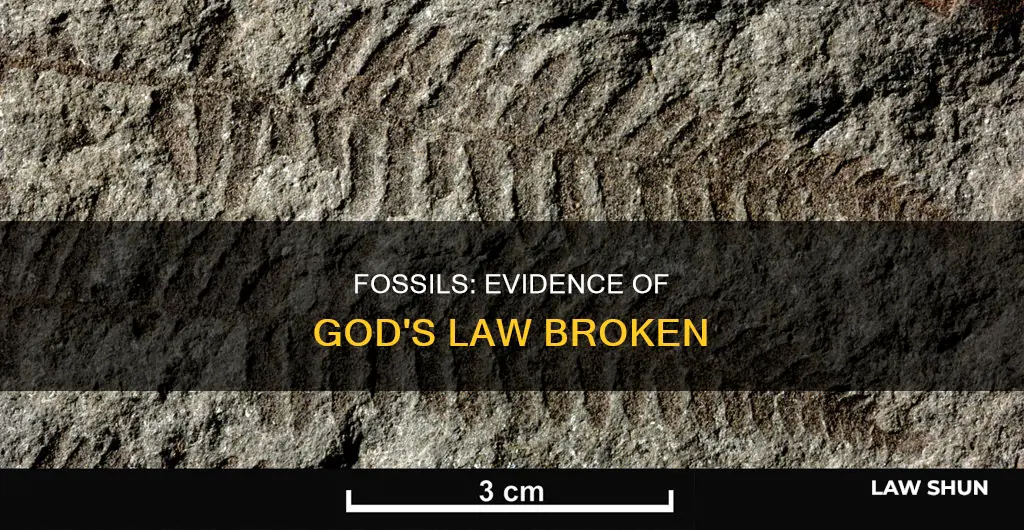 how do fossils relate to breaking god