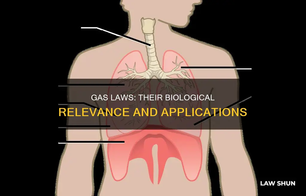 how do gas laws apply to biology