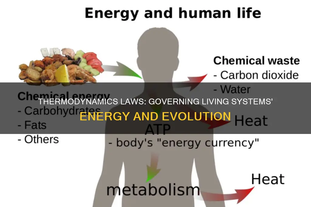 how do laws of thermodynamics apply to living systems