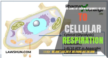 Thermodynamics Meets Biology: Unraveling Energy Flow in Cellular Respiration