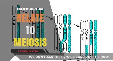 Mendel's Laws and Meiosis: Unraveling Genetic Inheritance Mechanisms