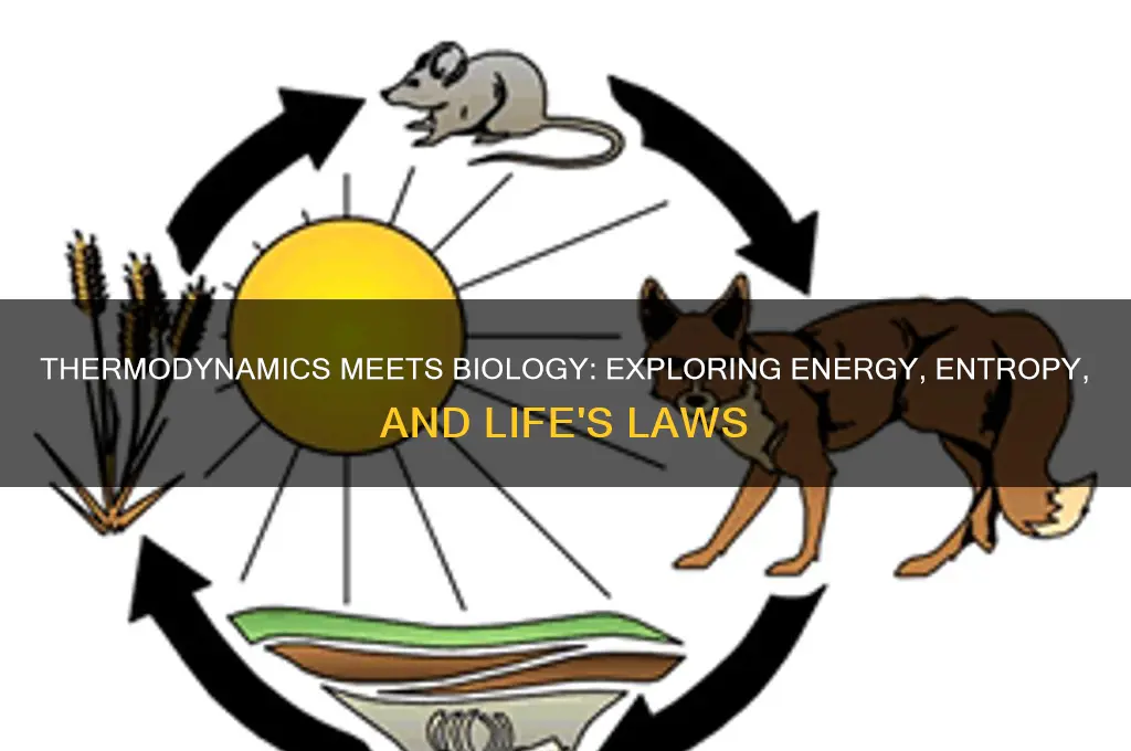 how do the 3 laws of thermodynamics relate to biology