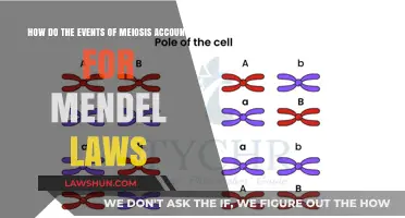 Meiosis Mechanisms: Unraveling the Genetic Basis of Mendel's Laws