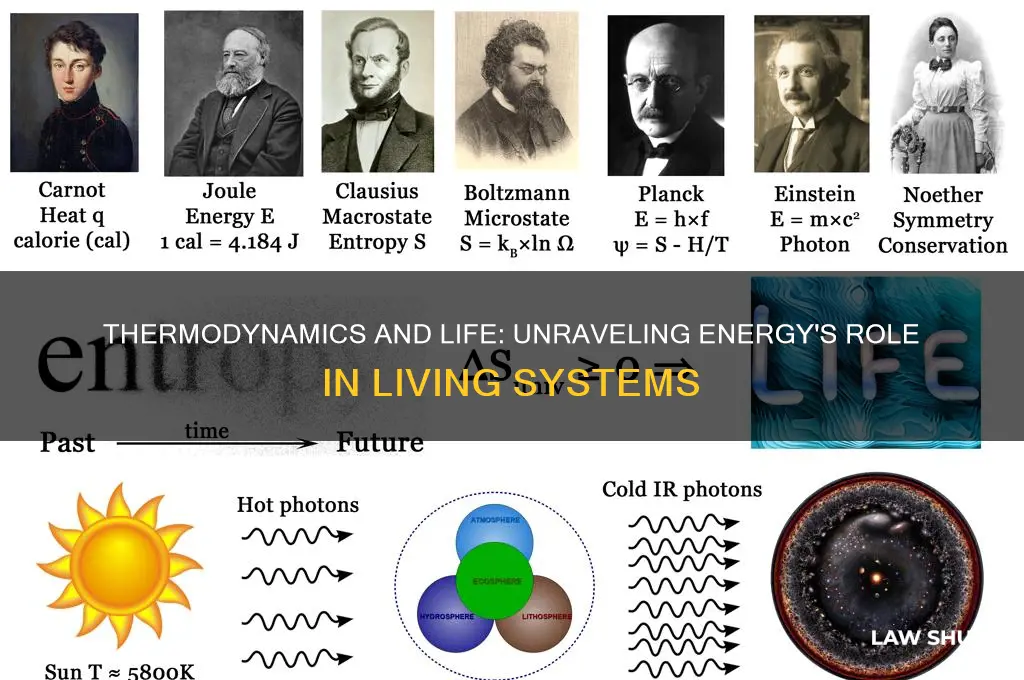 how do the law of thermodynamics relate to living things