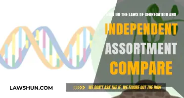 Segregation vs. Independent Assortment: Contrasting Mendel's Genetic Principles