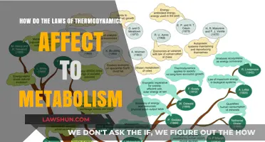 Thermodynamics Laws: Unlocking Metabolism's Energy Secrets and Efficiency