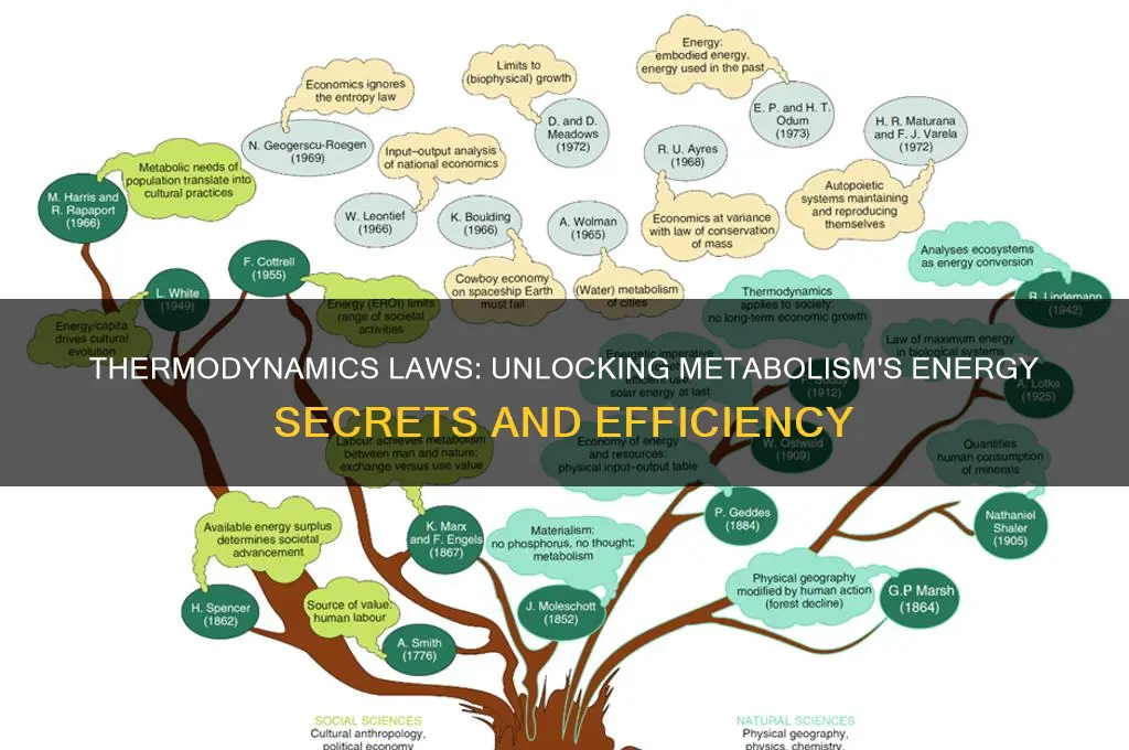 how do the laws of thermodynamics affect to metabolism
