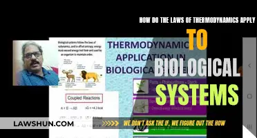 Thermodynamics Laws: Governing Biological Systems' Energy Flow