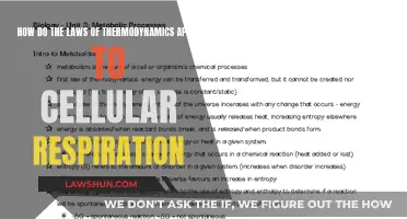 Thermodynamics Laws: Powering Cellular Respiration