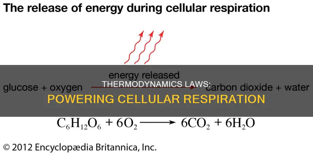 how do the laws of thermodynamics apply to cellular respiration