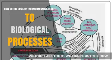 Thermodynamics and Life: Unraveling Energy's Role in Biological Processes