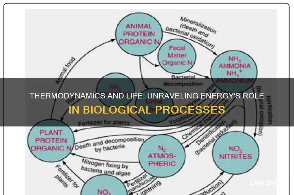 how do the laws of thermodynamics relate to biological processes