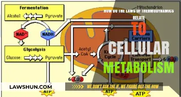 Thermodynamics Meets Metabolism: Unlocking Cellular Energy Laws