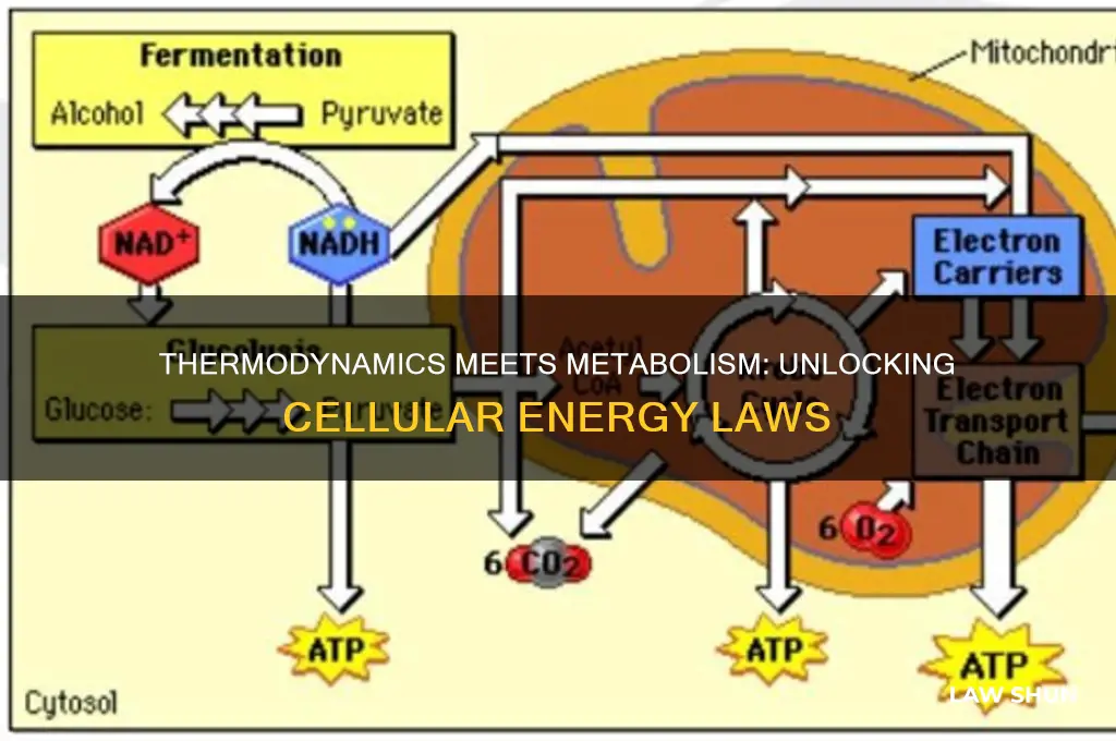 how do the laws of thermodynamics relate to cellular metabolism