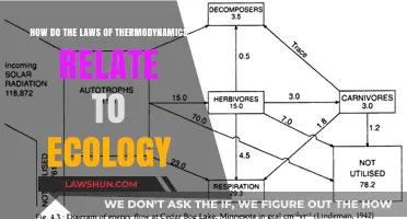 Thermodynamics and Ecology: Unraveling Energy Flows in Natural Systems